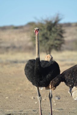 Devekuşu Afrika Savannah
