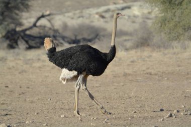 Vahşi doğada devekuşu.