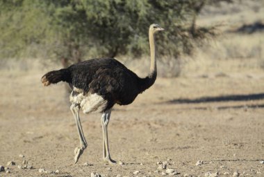 Doğada devekuşu kuşu