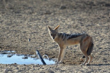Doğal ortamında (doğal ortamında) vahşi kurt..