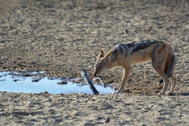 Hyhye 'nin su birikintisindeki su birikintisi.