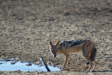 yaban domuzu Hayvanat Bahçesi