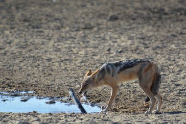 Savanadaki Afrikalı kurt.