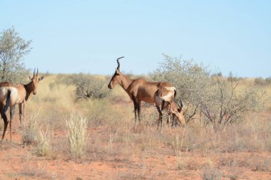 Vahşi Afrika antilobu, Afrika, Namibya 'da çölde yaşayan bir antilop familyasıdır. Vahşi antilop en yaygın hayvanlardan biridir.