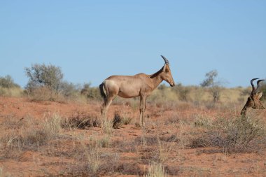 Arka planda beyaz bir kum bulunan genç bir Afrika antilobunun güzel bir görüntüsü.