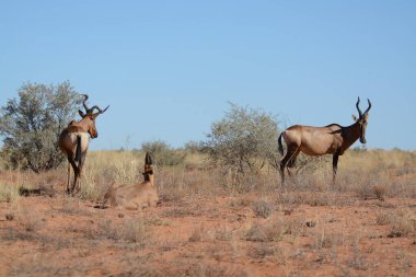 Afrika çalı vahşi atları