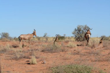 Afrika bozkırlarında vahşi bir hayvan sürüsü.