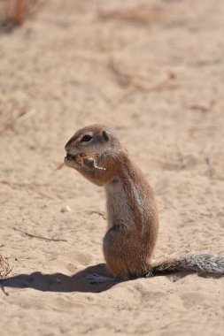 mirket, suricata suricatta, suricata, suricatta, namibia, afrika