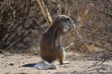 Hayvanat bahçesinde mirket