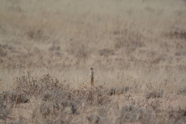 Doğal ortamdaki büyük balıkçıl (ardea cinerea)