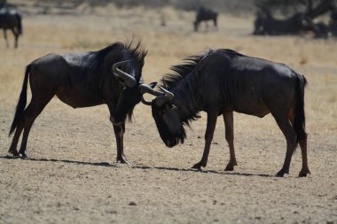 etkin Milli Parkı, Namibya, Afrika'da manda.