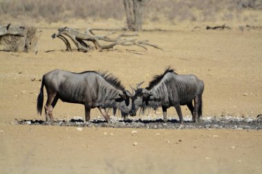 Savanadaki bir grup vahşi geyik.