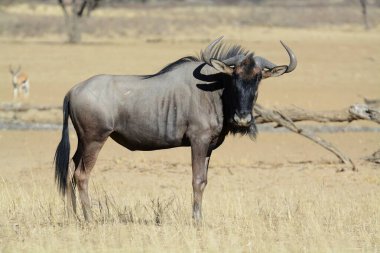 Kara antilop, bechaus conchaus