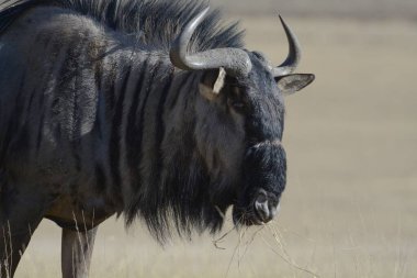 Kenya savanındaki antiloplar