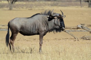 Kruger Ulusal Parkı 'nda siyah gergedan