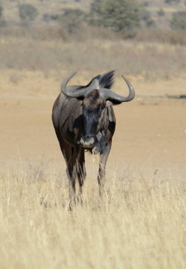Kuru ağacın altında yürüyen erkek bir boğanın dikey görüntüsü.