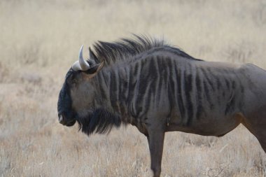 Afrika bozkırlarındaki vahşi hayvanlar.
