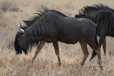 Etoşa Ulusal Parkı, Namibya 'da solmuş bir böcek (equus beetus)