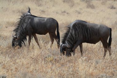 Vahşi doğada siyah beyaz atlar