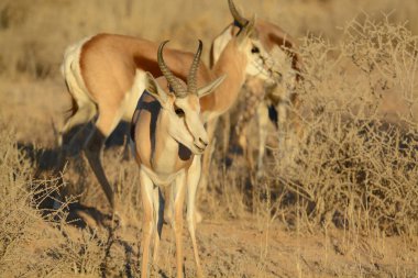 Namibya 'daki doğal parktaki bir grup ceylan.