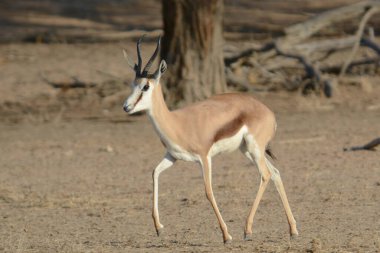 İmpala Güney Afrika 'daki Kruger Ulusal Parkı' nda.