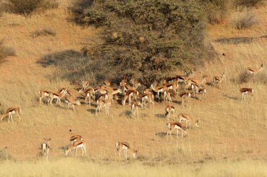 Kenya bozkırında bir grup vahşi hayvan.