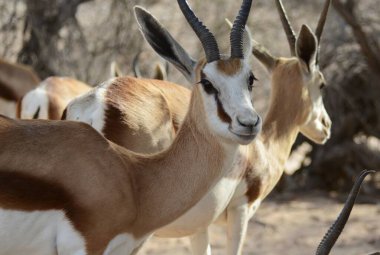 Çölde beyaz bir geyiğin yakın çekimi.