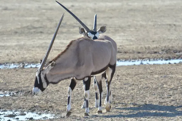 Ceylan (ceylan) ya da ceylan (ceylan) en büyük ceylan türüdür.