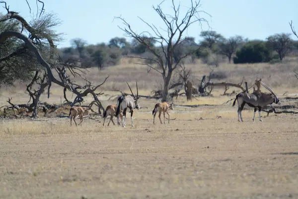 Afrika bozkırlarında bir grup vahşi geyik.