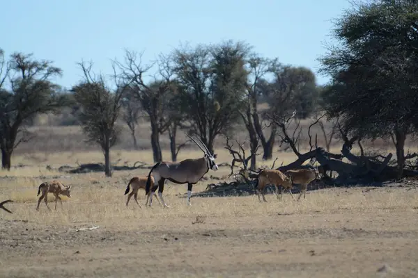Savanada bir zebra sürüsü
