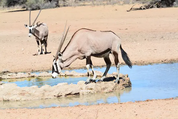 Beyaz ve siyah bir Afrikalı 'nın güzel bir fotoğrafı. Amerikan zebrası su içiyor.