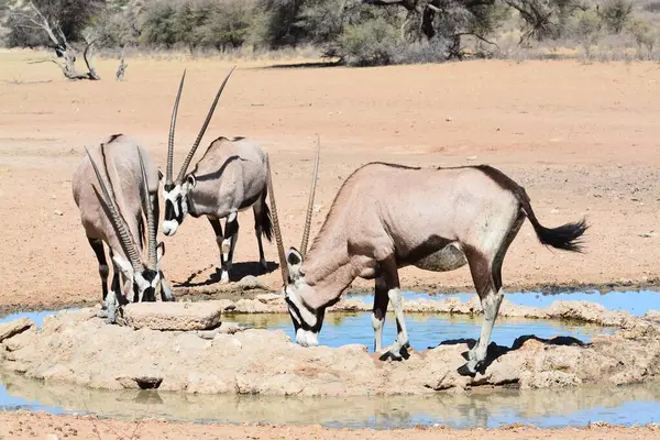 Su parkında genç bir erkek ve kadının güzel bir fotoğrafı.