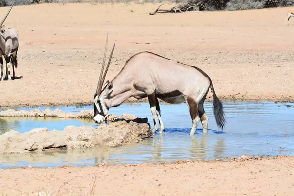 Savanadaki bir grup hayvan.