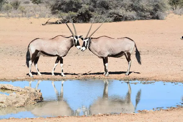 Afrika bozkırında vahşi zebra