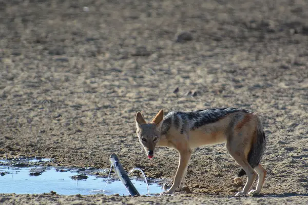yaban domuzu Hayvanat Bahçesi