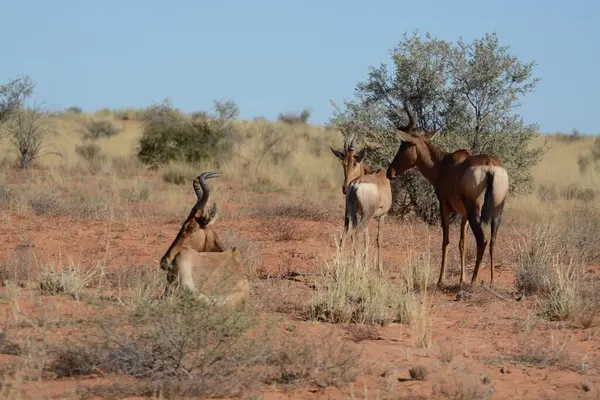 Çölde bir grup vahşi geyik