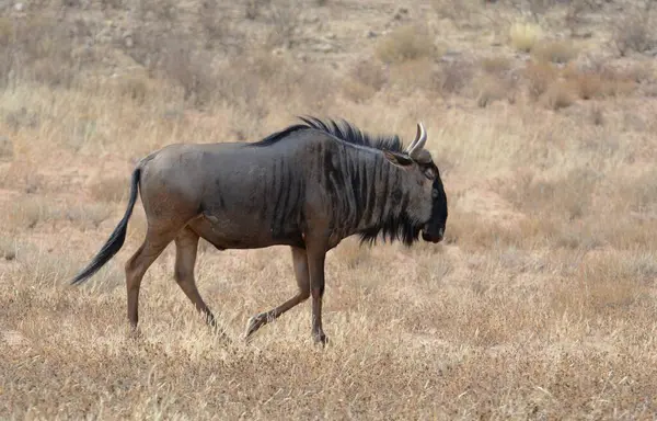 Amerika Birleşik Devletleri 'nde Utah çölünde vahşi bir at.