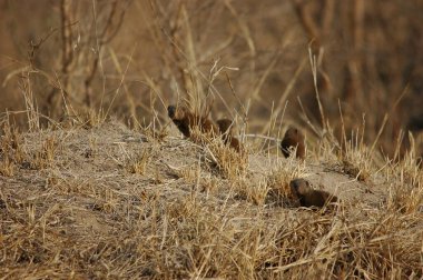 Ormandaki vahşi köpek