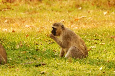 maymun yerde oturuyor.