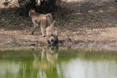 Ormanda yaban domuzu