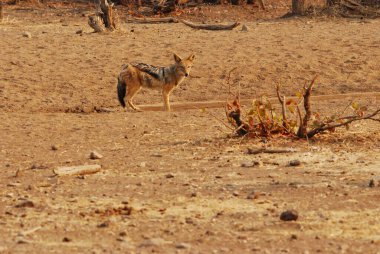 Afrika Kurdu (kanis lupus) )