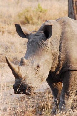 Afrika 'nın güneyindeki Kruger Park' taki beyaz gergedan.