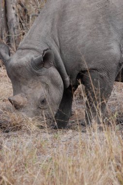 Kruger parkında beyaz gergedan