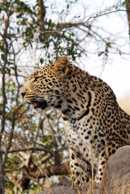 Güney Afrika 'daki Kruger Park' taki ağaçta bir leopar.