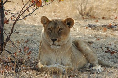 Dişi aslan (panthera leo) dinleniyor