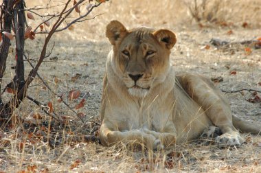 Aslan ın kruger national park, Güney Afrika