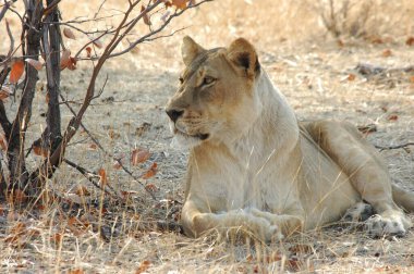 Afrika bozkırında dişi aslan.