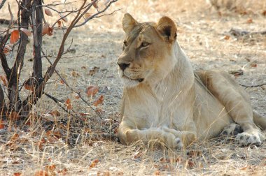 Savanadaki dişi aslan.
