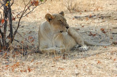 Hayvanat bahçesinde bir aslan