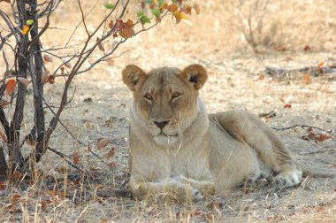 Kenya savanındaki aslan